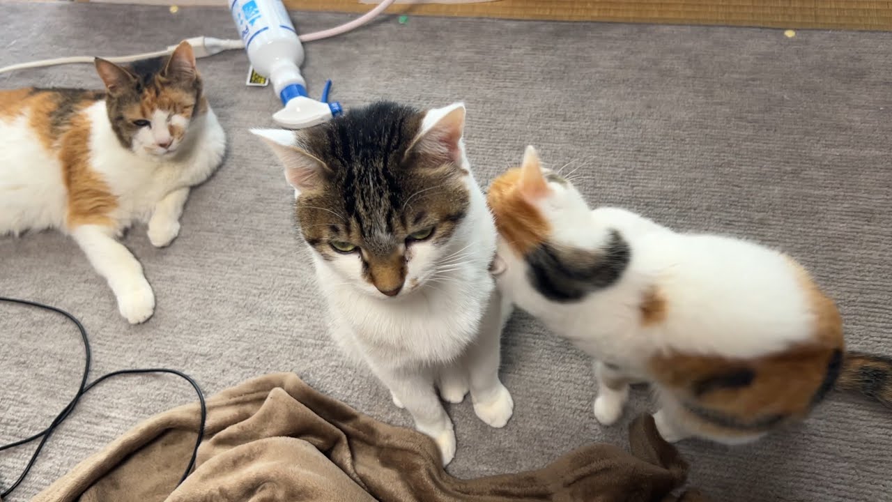みつにスリっとされたこーちゃんの反応はいかに…⁉️