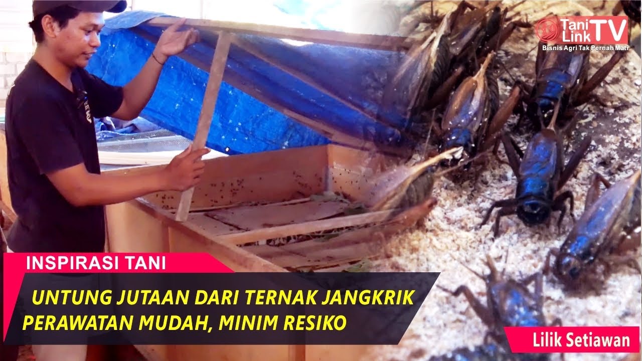 Puluhan Juta Per Bulan dari Ternak Jangkrik