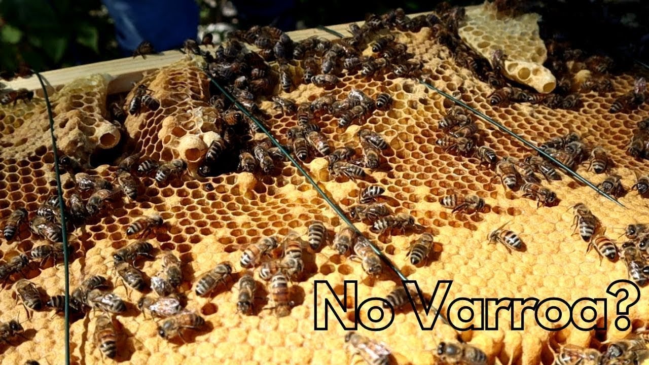 S2025.E2 - Swarm cells and no Varroa?
