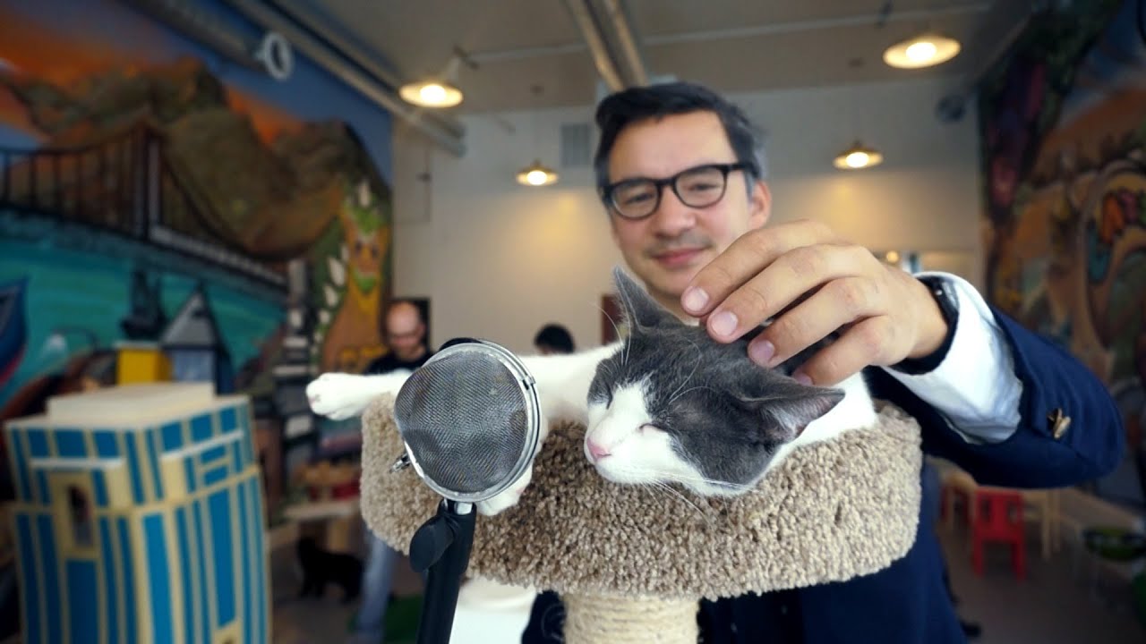 This American Cat: Cat Town Cafe