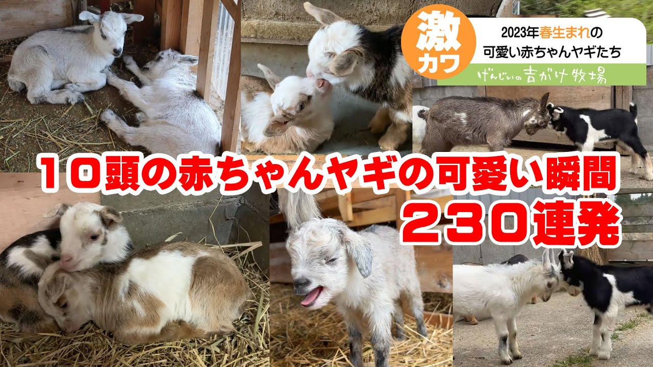 よそ見注意！子ヤギの可愛い瞬間を集めた動画　2023年度版 手作りヤギ牧場 goat farm 吉がけ牧場
