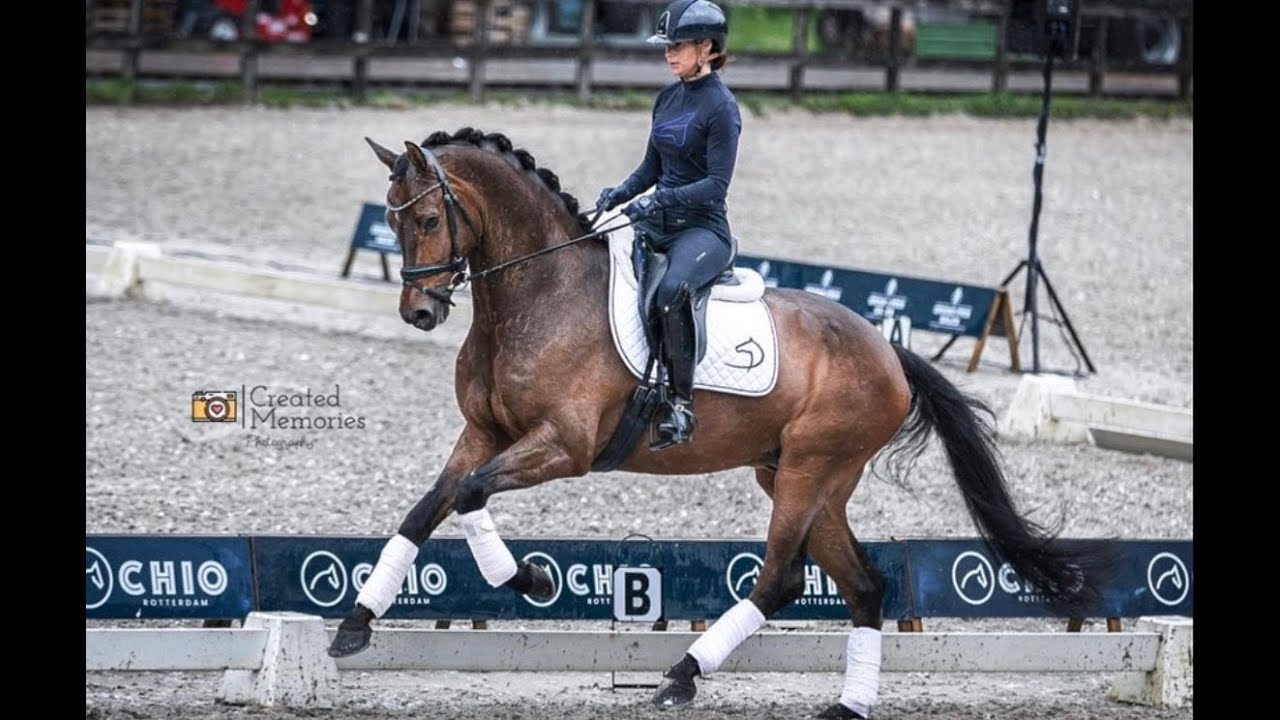 Training op het CHIO Rotterdam | Danielle van Mierlo