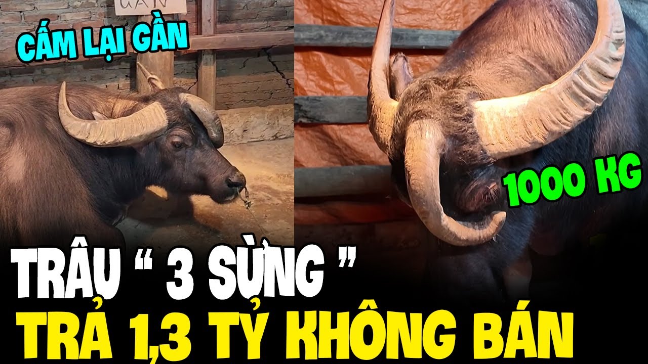 ĐỘC LẠ TRÂU 3 SỪNG trả 1,3 TỶ cũng không bán và chủ cấm lại gần | Tin 3 Phút