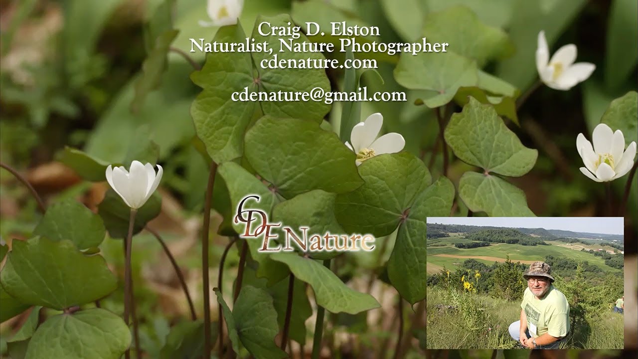Botanical Quest: Documenting Michigan’s Rare Native Flora Through Photography