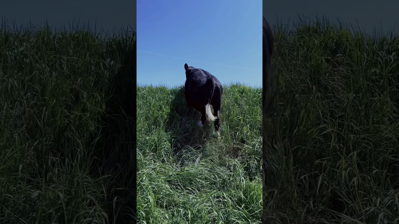 Fresh pasture every day so the pasture can rest and recover #moraleats #regenerativeagriculture