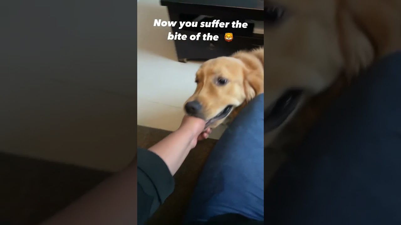 cooper on don't touch me mode #funny #funnydog #foodie #love #puppy #dogtraining #angry #angrybirds