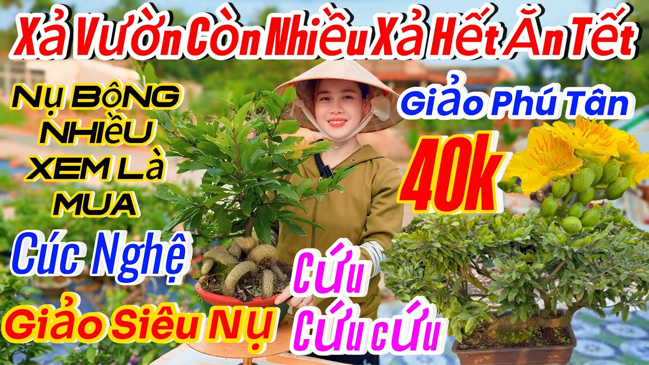 23/01☎️0914999920☎️🌴mai vàng chơi Tết 50k🌴giao lưu mã số-giảo Phú Tân-giảo siêu nụ-cúc hương chùm