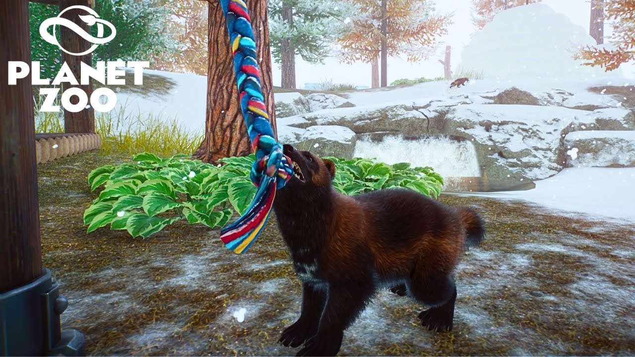 Breeding Wolverines in our Festive Winter Zoo
