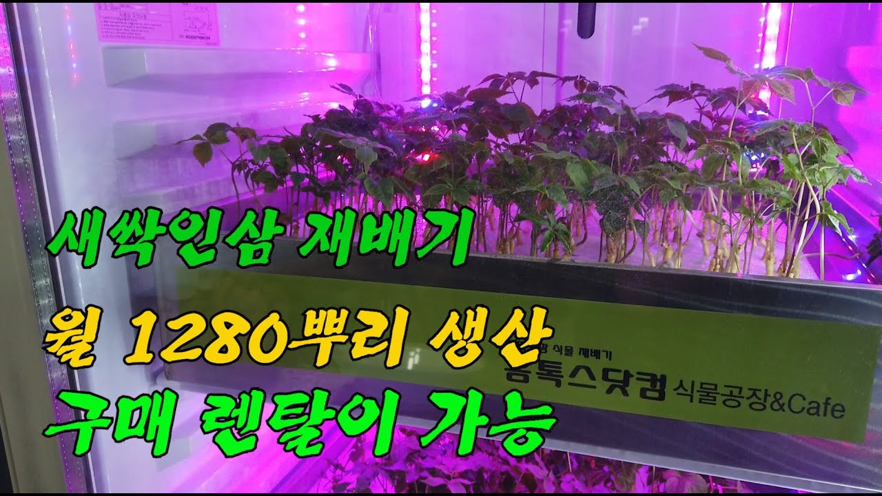 새싹인삼 수경재배 새싹삼 재배기 스마트팜 재배법 홈톡스탓컴 HT2900