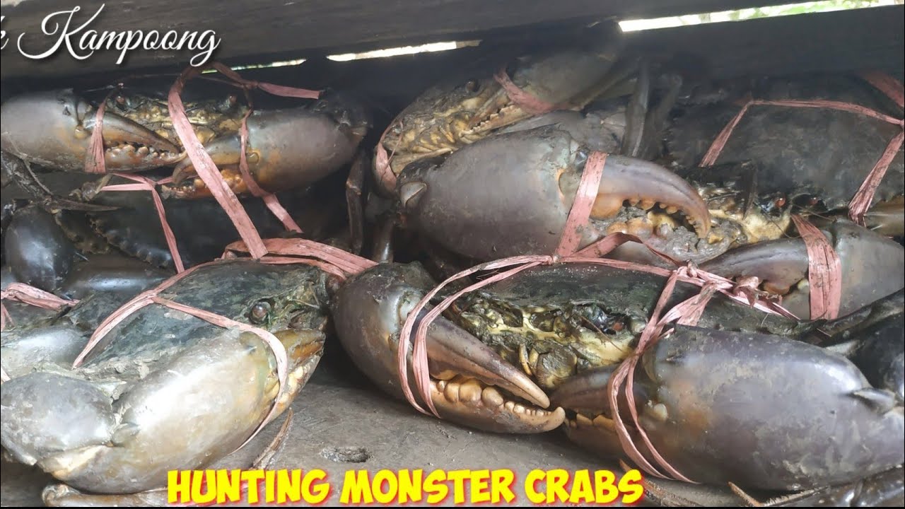 SAKING BANYAKNYA SAMPAI KEWALAHAN MENANGKAP KEPITING BAKAU JUMBO DI LOKASI BERLUMPUR
