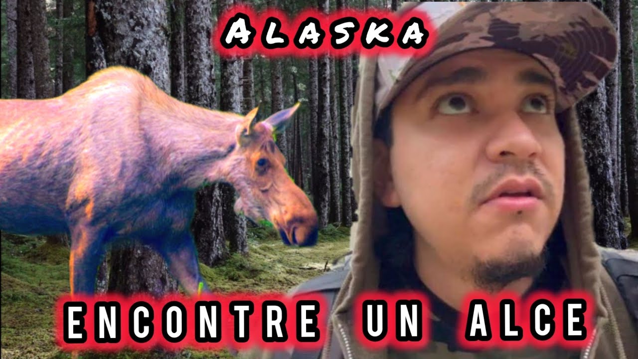 Peligroso Encuentro con un Alce!!