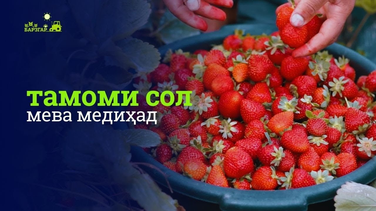 Қулфинай дар Тоҷикистон: аз парвариш то бозор