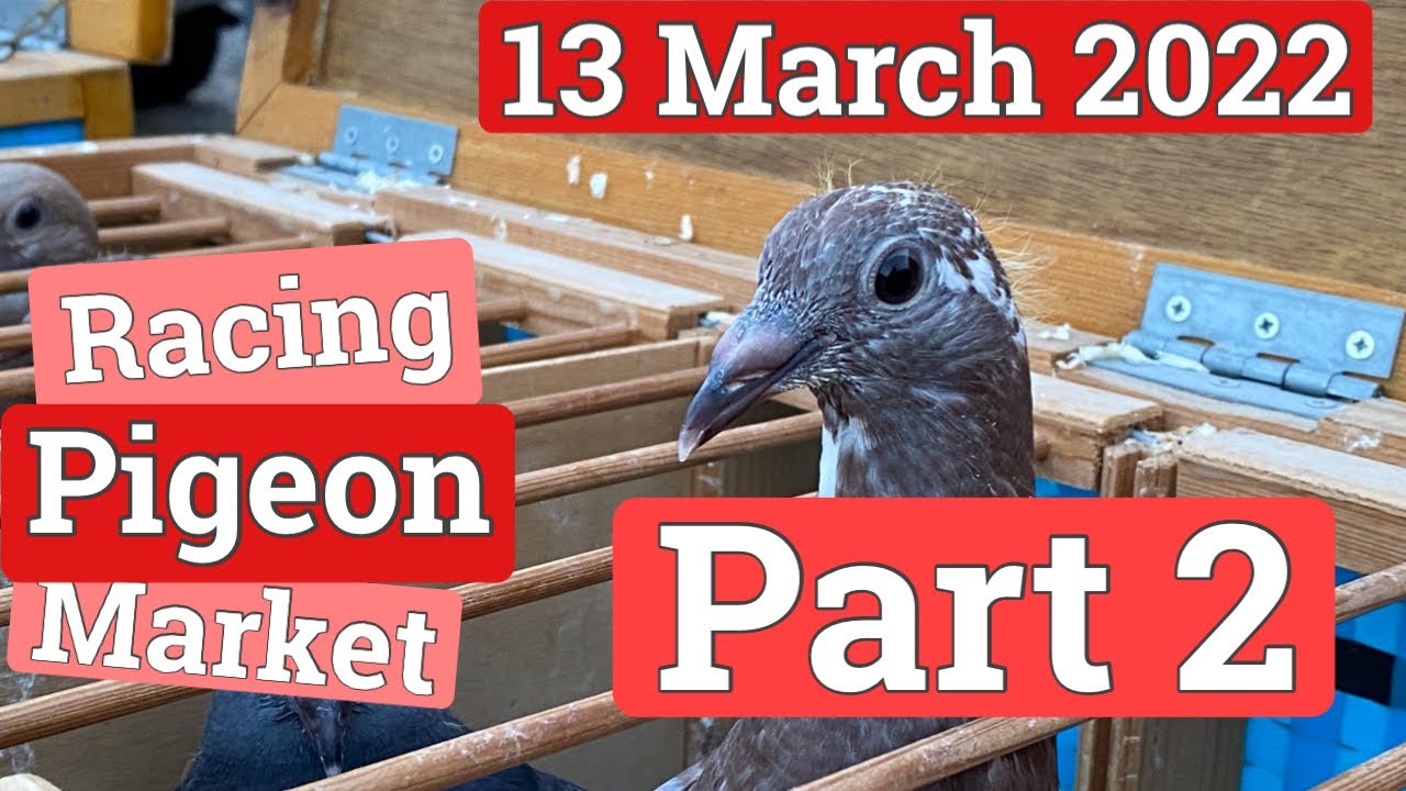 Part 2 of Lier Racing Pigeon Market - (13 March 2022)