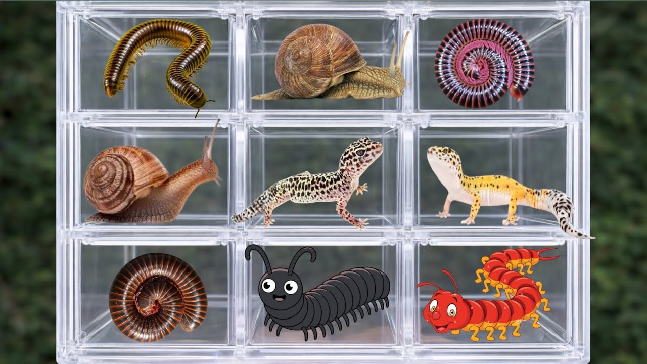 catching insects near the river, I got millipedes, geckos and snails 