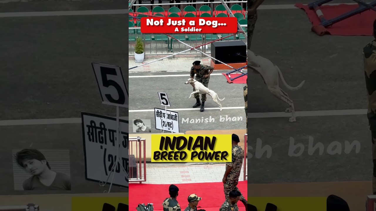 🇮🇳 Indian Breed BSF Dog Jumps 20ft Wall at Wagah Border | High Jump at Attari Border #Shorts
