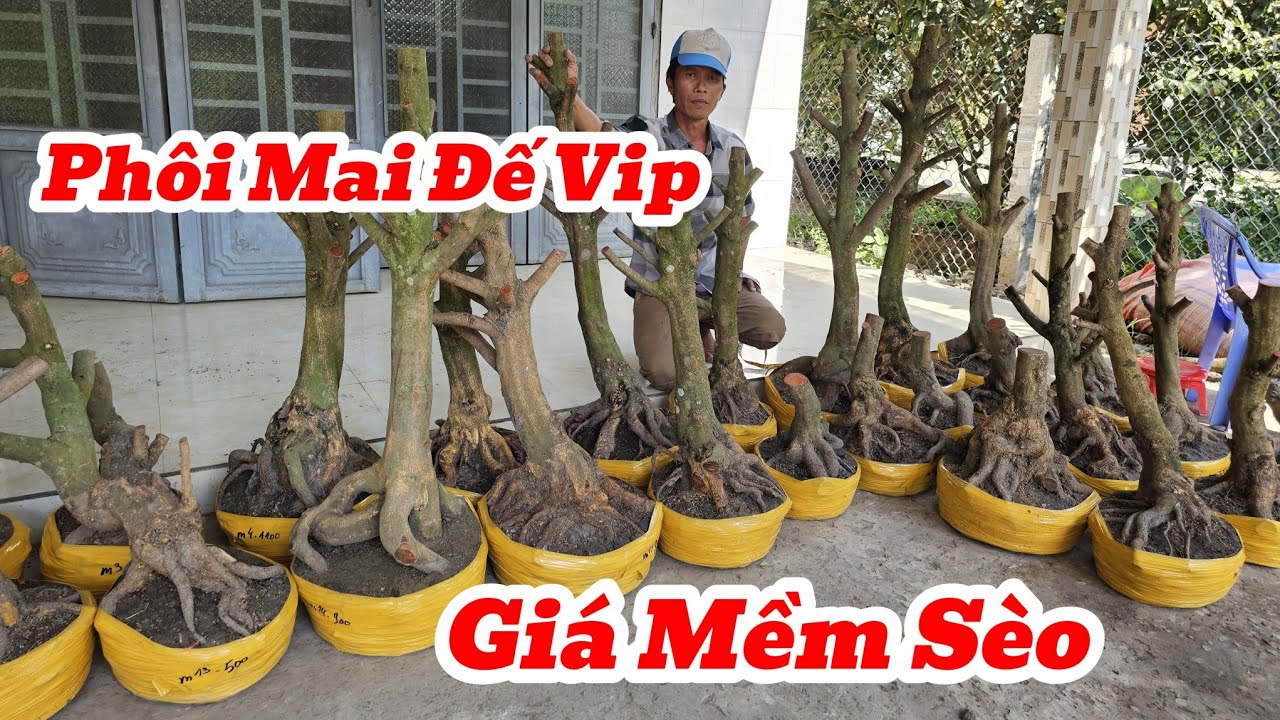 21/1☎️Mai Vàng Giá Rẻ☎️0974495993 Anh Phương☎️Phôi Mai Mới Về Hoành To Đế Vip Lùn Lực Giá Mềm