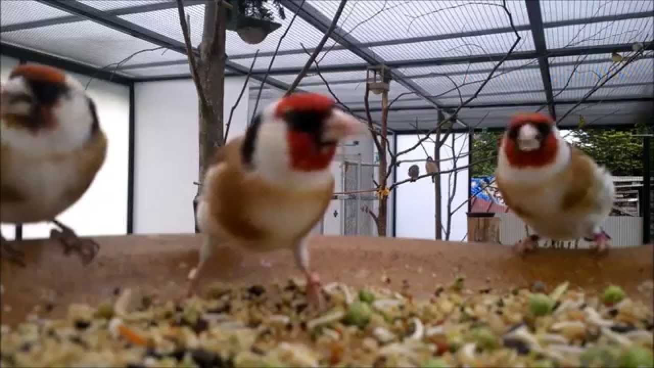 Stieglitz Zucht jilguero 2014,birds goldfinch chardonneret