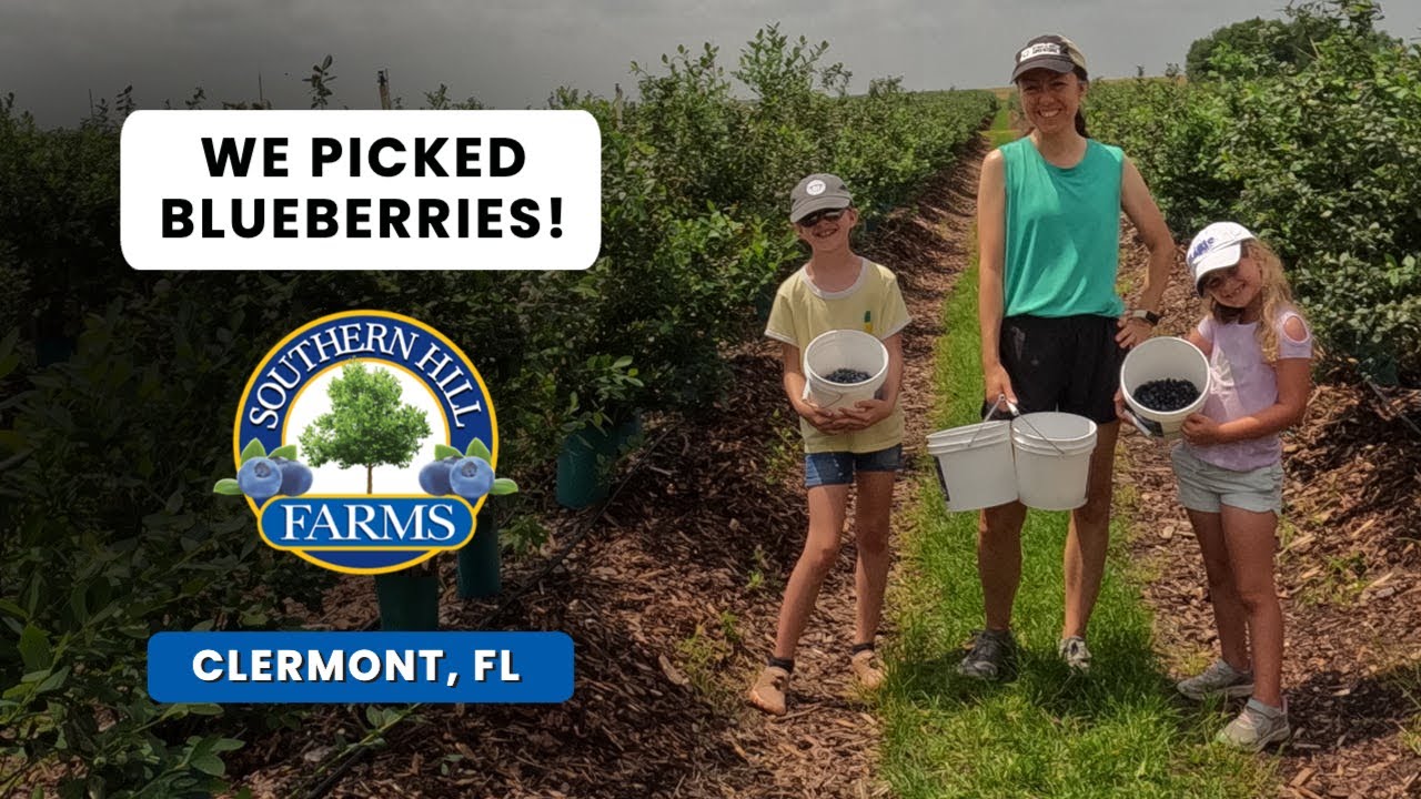 We Picked Blueberries! | Southern Hill Farms | Clermont, FL