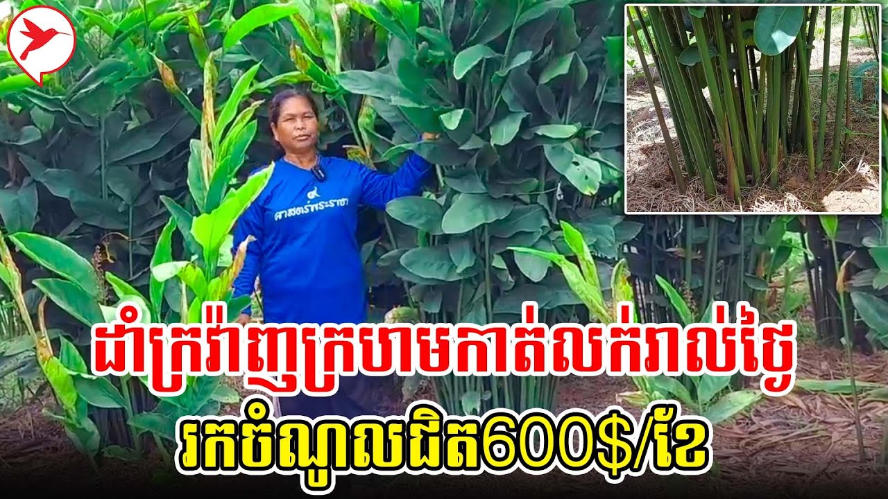 ដាំក្រវ៉ាញក្រហមកាត់លក់រាល់ថ្ងៃ រកចំណូលជិត600$/ខែ | កម្មវិធីកសិកម្ម