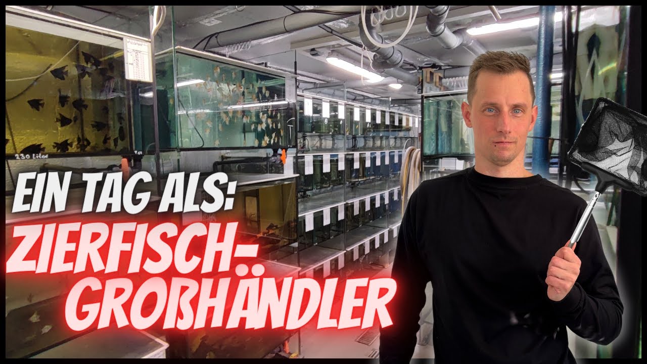 Ein Tag als Zierfischgroßhändler - TRAUMJOB für AQUARIANER?