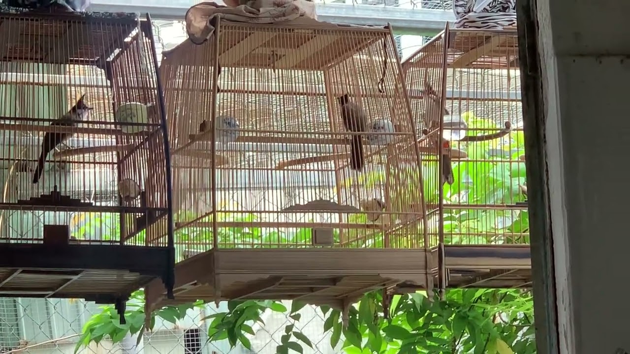tam đấu nhẹ.trà my,xã4,đông giang