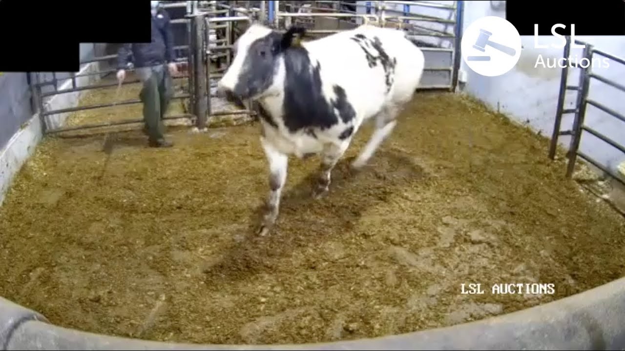 LSL Auctions - Cracking Belgian Blue at Gortatlea Mart. Lot 623A, sold for 2520 - LSLAuctions.com