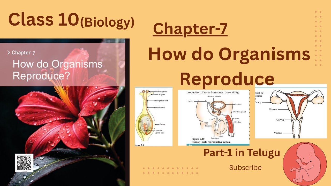 Class 10 Biology chapter -7 How do Organisms Reproduce in Telugu ugu Part -1 #science #education 