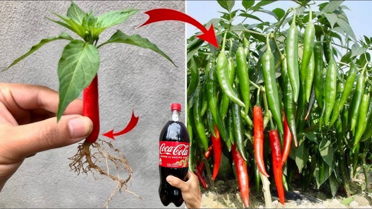 A great way to propagate chili plants from fruit using ripe bananas to help them produce fruit quick