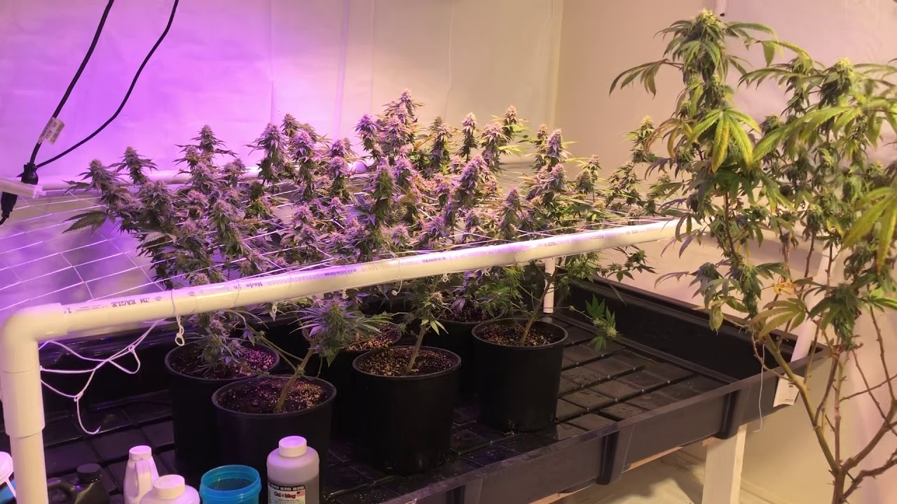 Cookies Strain Flowering Week 6