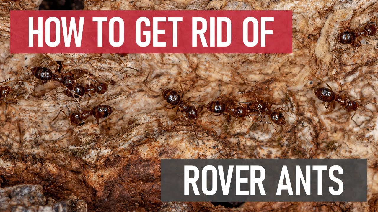 How to Get Rid of Rover Ants [DIY Ant Control]
