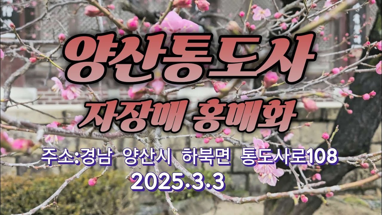 @경남양산 통도사  370년된 자장매 홍매화 개화현황입니다 .2025.3.3