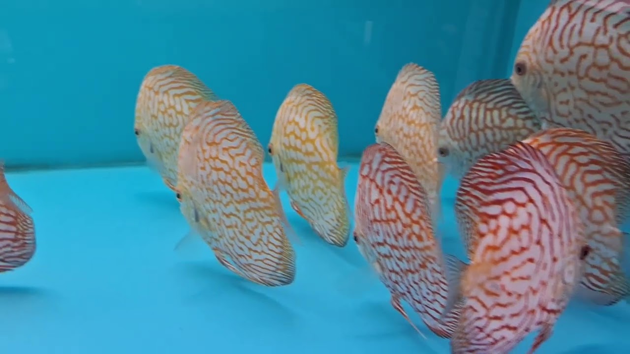 TARKUS AQUALIFE - NEW STOCK OF FISH ARRIVED   13-01-26