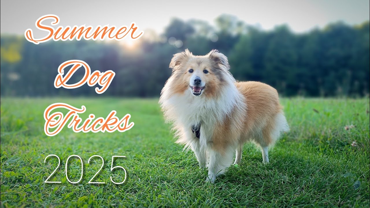 Amazing DOG TRICKS by Sheltie Annie | SUMMER 2025 || 4Paws 4Ever 