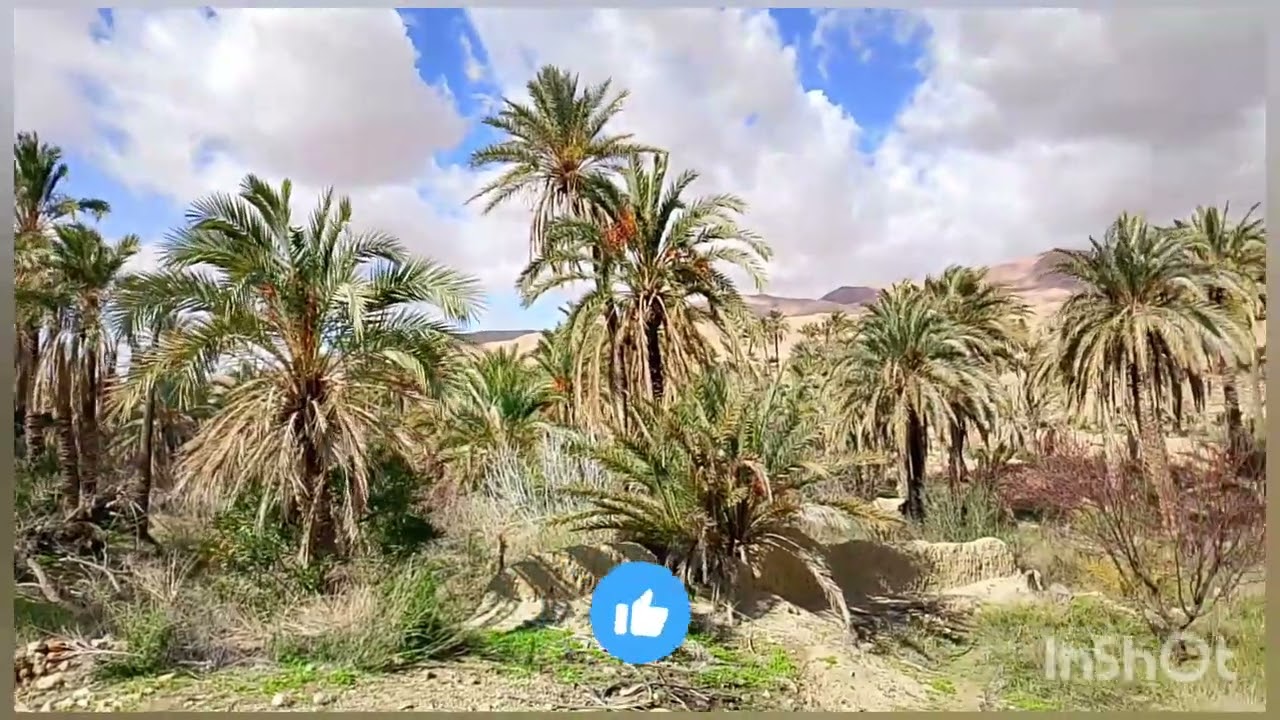 12 فبراير 2026