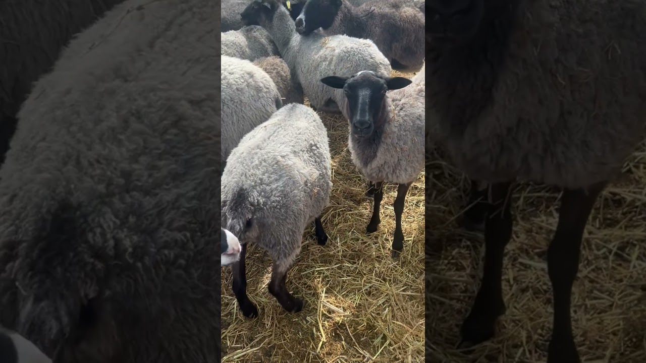 Когда вложил в овец уйму денег!Купил корма! Купил вакцины!Возвел сараи! И ждешь миллионы прибыли😂😂