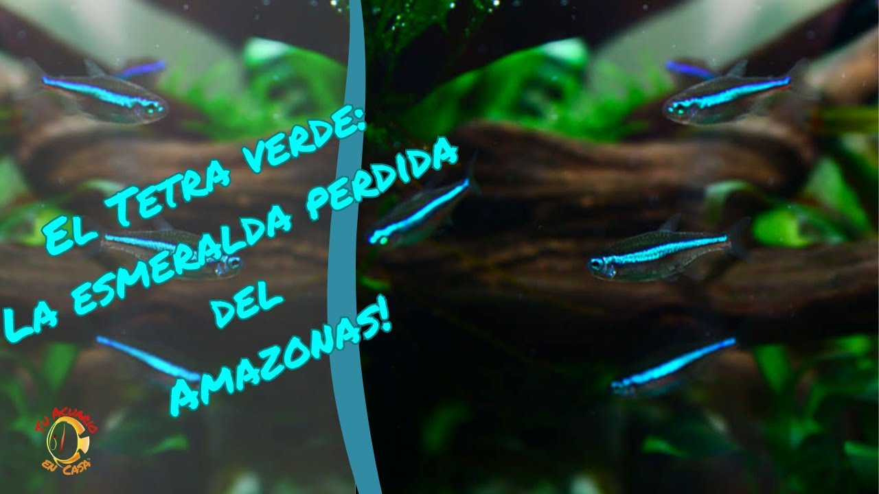 El Tetra Neón Verde