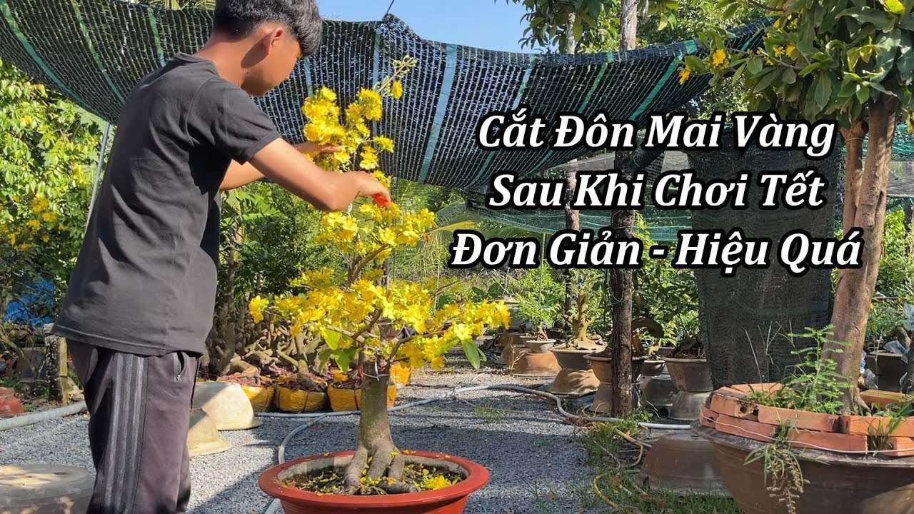 Cắt Đôn Mai Vàng Sau Khi chơi Tết Đơn Giản Hiệu Quả - Mai Vàng Duy Hiếu