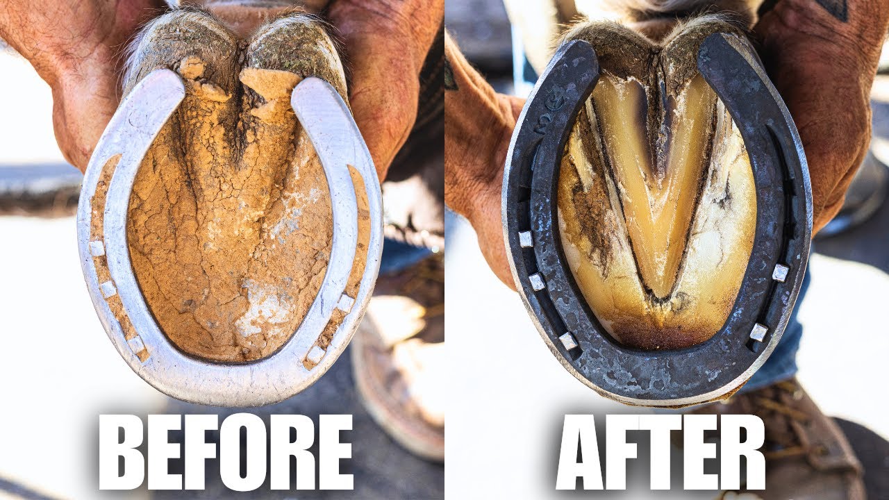 From Start to Finish - Satisfying Hoof Restoration | 4K Farrier ASMR