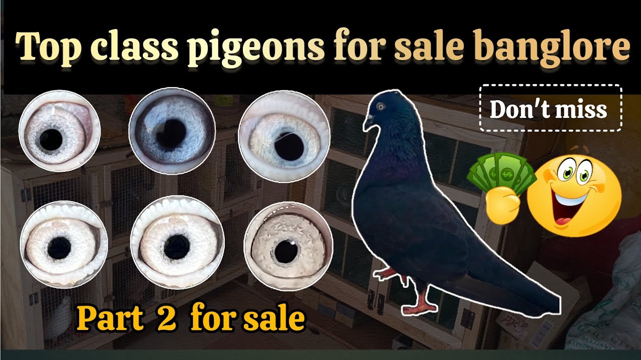Top class pigeons for sale Bengaluru for low budget || kannada || 🤑💯🕊️😱. #pigeon #kannada #subscribe