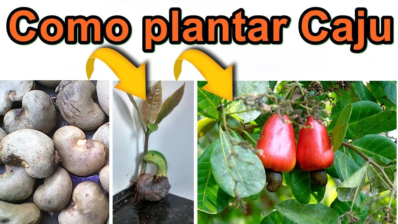 COMO PLANTAR CAJU Rápido e Fácil - Germinação em 10 DIAS Passo a passo