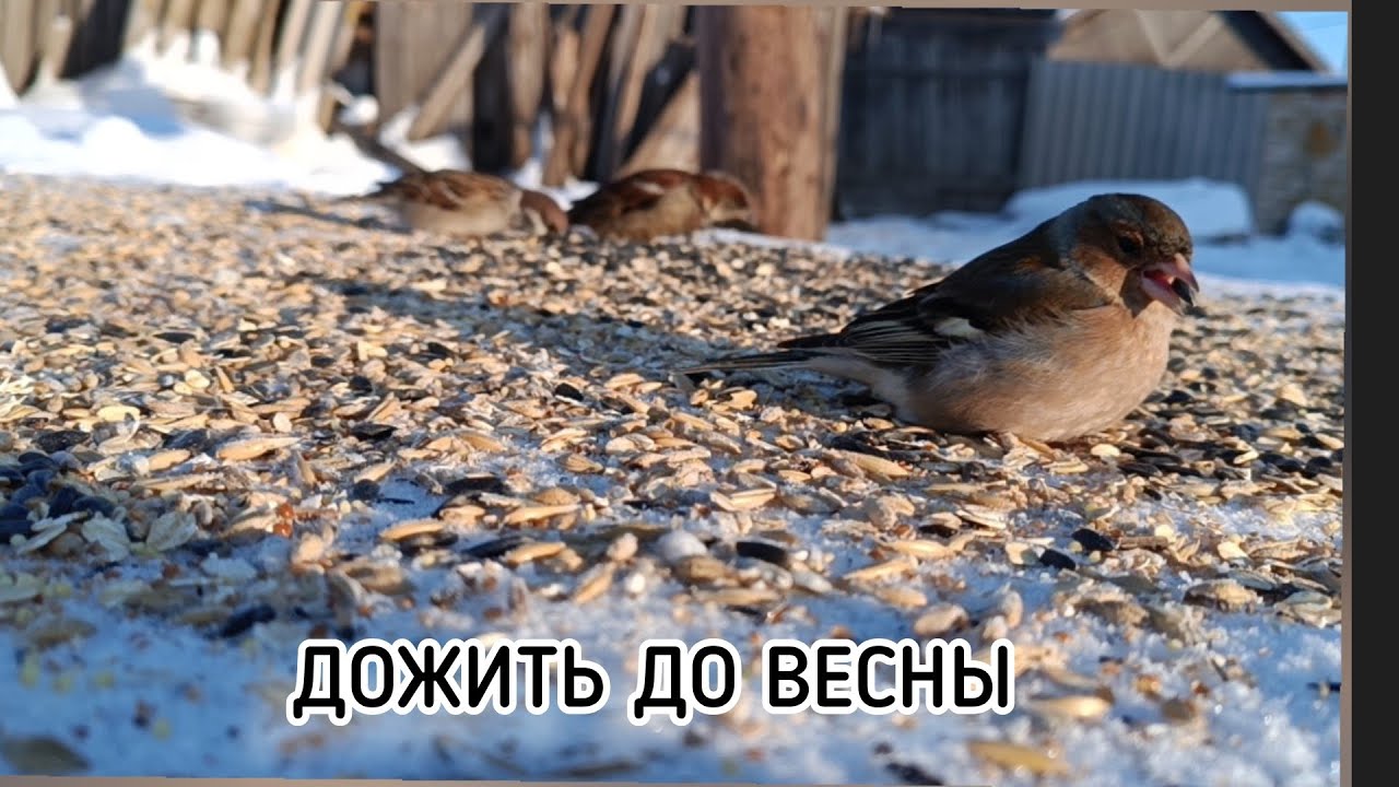 ПОКОРМИТЕ ПТИЦ ЗИМОЙ !!! 🐦‍⬛