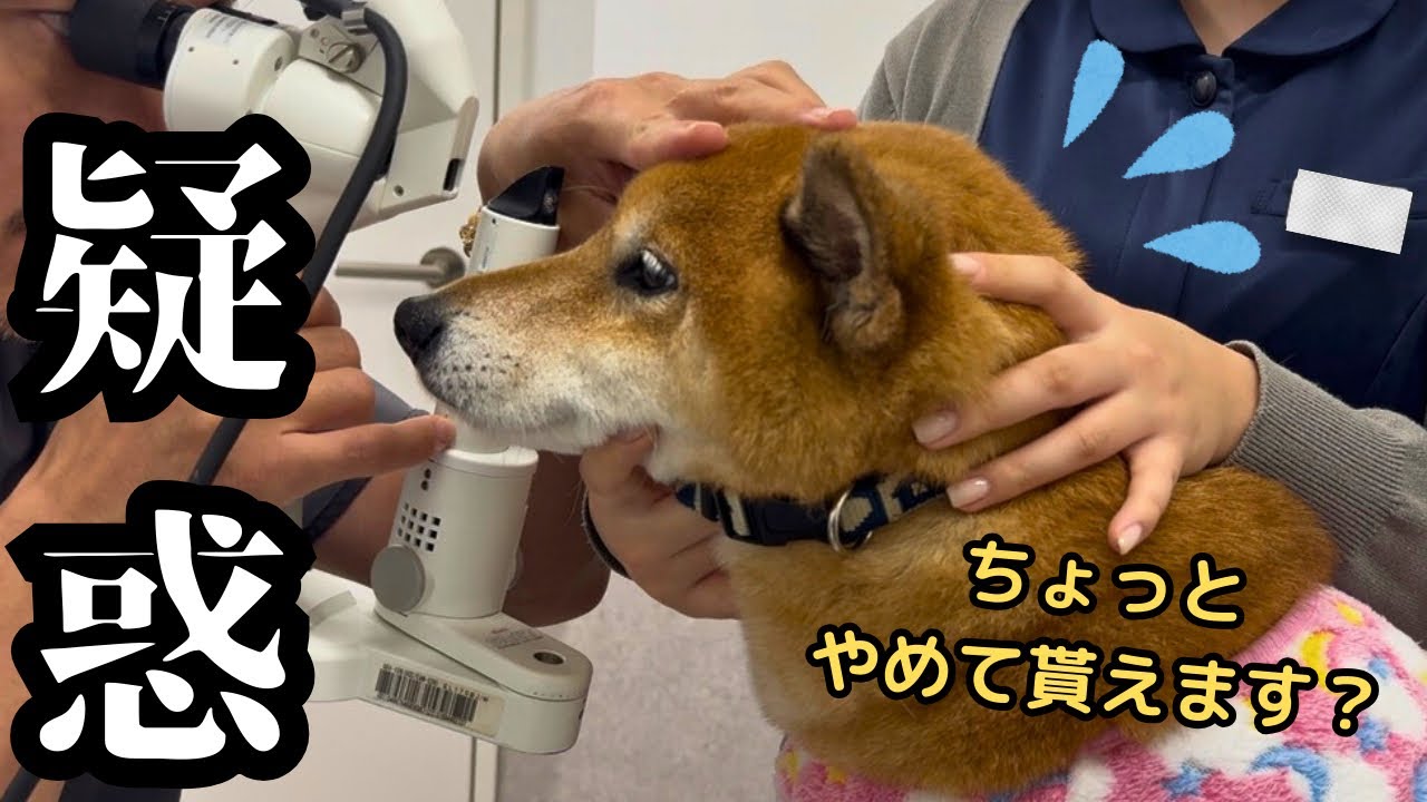 【白内障？】目が白く見えるので犬の眼科に行きました