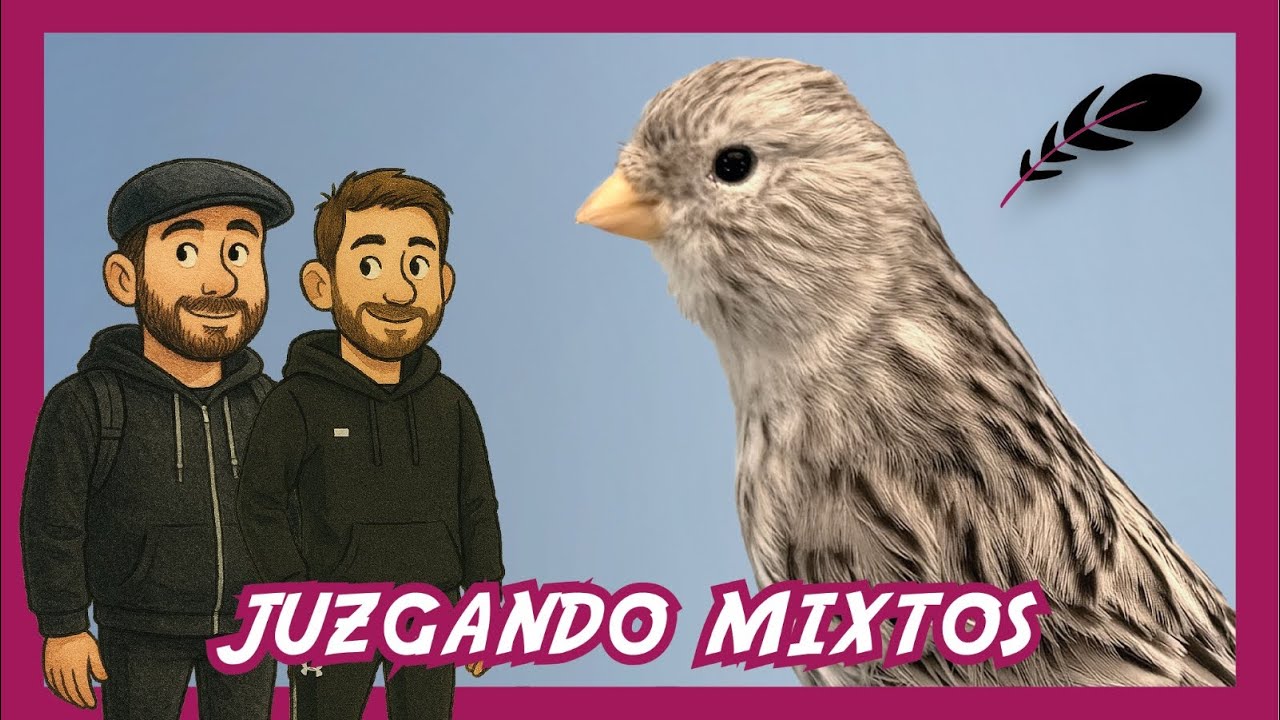 Juzgamiento de Equipos Mixtos de Canarios de Color | Nueva Metodología de concurso 🇦🇷🇨🇴