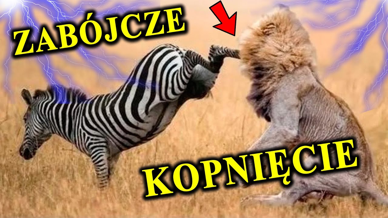 Łamacz Szczęk - KOPYTO - Zabójcza Broń Zebry
