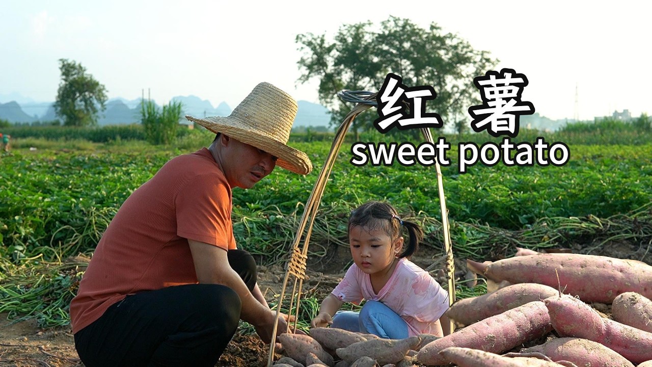 紅薯大餐，阿廣叔叔在春節家庭聚會上，用不同方式來製作紅薯大餐。利用傳統泥巴搭建的土窰，銬出香味誘人的紅薯和銬鷄肉。讓我們一起來學習觀看這不一樣的菜肴吧！#春节 #cooking #烤红薯 #food
