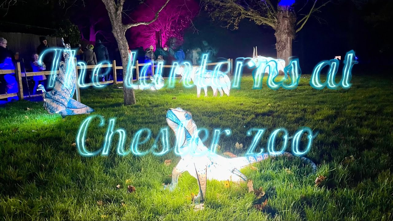 Christmas lanterns Chester zoo #Christmaslanternsatchesterzoo #clangunnphotography