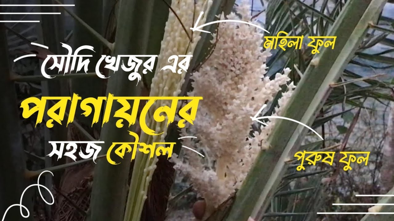 সৌদি খেজুর চাষ পদ্ধতি পর্ব-০৬ | সৌদি খেজুর এর পরাগায়নের সহজ কৌশল ।Date Palm Cultivation-06