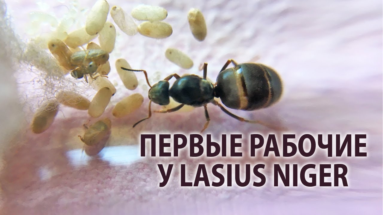 Милота :3 Первые рабочие у моих Lasius niger