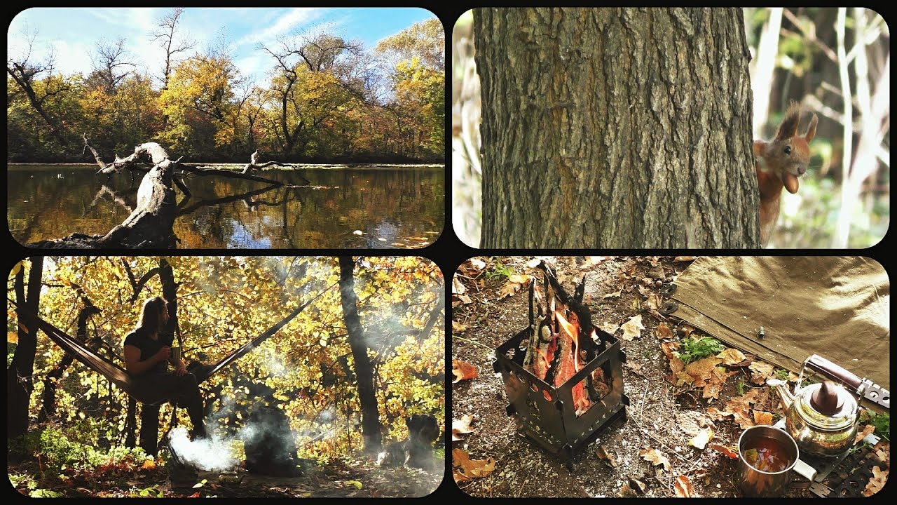 Outdoor with Dog. Beautiful Autumn Nature. Camping wood stove.