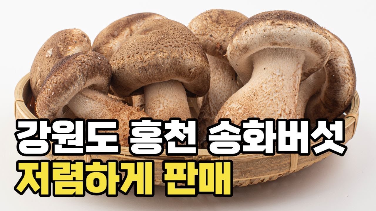강원도 홍천 송화버섯 저렴하게 판매합니다